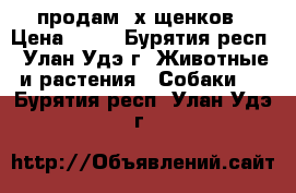 продам 2х щенков › Цена ­ 10 - Бурятия респ., Улан-Удэ г. Животные и растения » Собаки   . Бурятия респ.,Улан-Удэ г.